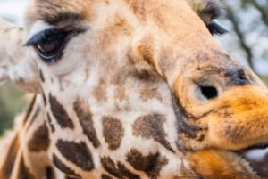 Nairobi Excursión de un día al Centro de las Jirafas