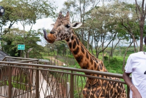 Nairobi Excursión de un día al Centro de las Jirafas