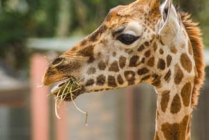 Nairobi Excursión de un día al Centro de las Jirafas