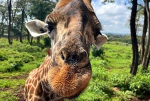 Nairobi Excursión de un día al Centro de las Jirafas