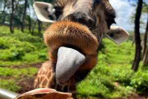 Nairobi Excursión de un día al Centro de las Jirafas