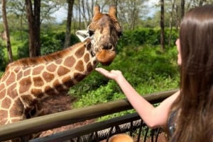 Nairobi Excursión de un día al Centro de las Jirafas