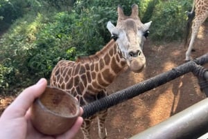 Nairobi Excursión de un día al Centro de las Jirafas