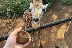Nairobi Excursión de un día al Centro de las Jirafas
