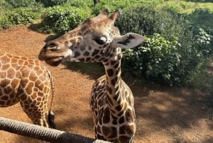 Nairobi Excursión de un día al Centro de las Jirafas