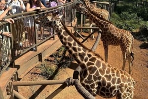 Nairobi Excursión de un día al Centro de las Jirafas