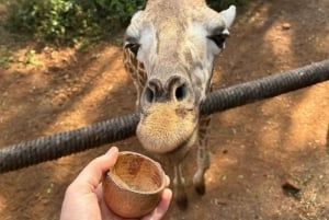 Nairobi Excursión de un día al Centro de las Jirafas