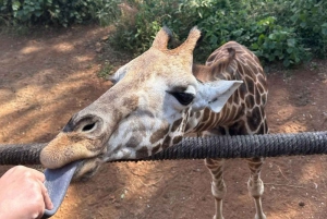 Nairobi Excursión de un día al Centro de las Jirafas