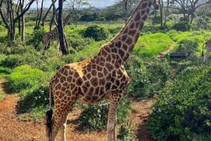 Nairobi Excursión de un día al Centro de las Jirafas