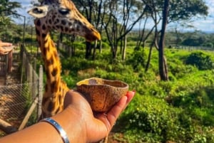 Nairobi Excursión de un día al Centro de las Jirafas