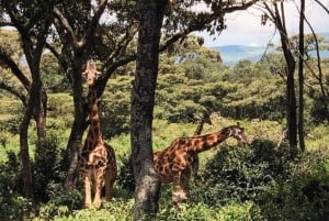 Nairobi Excursión de un día al Centro de las Jirafas