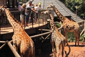 Nairobi Excursión de un día al Centro de las Jirafas