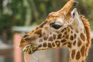 Nairobi: Giraffe Center Tagestour