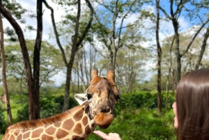 Nairobi: Giraffe Center Tagestour
