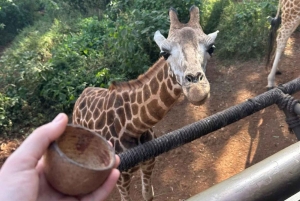 Nairobi: Giraffe Center Tagestour
