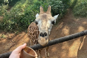 Nairobi: Giraffe Center Tagestour