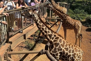 Nairobi: Giraffe Center Tagestour