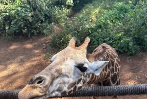 Nairobi: Giraffe Center Tagestour