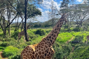 Nairobi: Giraffe Center Tagestour