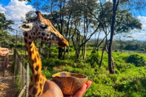 Nairobi: Giraffe Center Tagestour