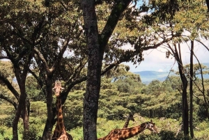 Nairobi: Giraffe Center Tagestour