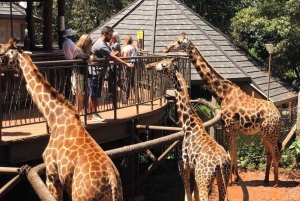 Nairobi: Giraffe Center Tagestour