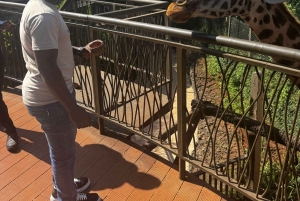 Nairobi: Giraffe Center Tagestour