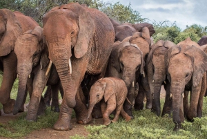 Nairobi: Giraffe Center, Elephant Orphanage, and Beads Tour
