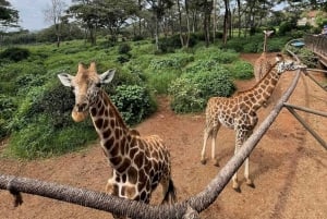 Nairobi: Centro delle Giraffe, Orfanotrofio degli Elefanti e Tour delle Perline