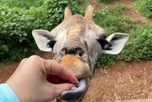 Nairobi: Centro delle Giraffe, Orfanotrofio degli Elefanti e Tour delle Perline