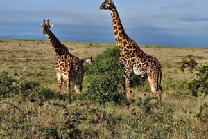 Nairobi: Centro delle Giraffe, Orfanotrofio degli Elefanti e Tour delle Perline