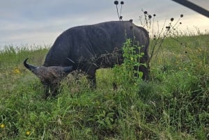 Nairobi: Centro delle Giraffe, Orfanotrofio degli Elefanti e Tour delle Perline