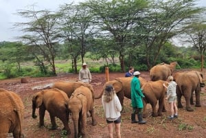 Nairobi: Centro delle Giraffe, Orfanotrofio degli Elefanti e Tour delle Perline