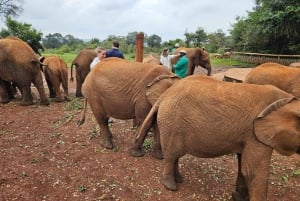 Nairobi: Centro delle Giraffe, Orfanotrofio degli Elefanti e Tour delle Perline