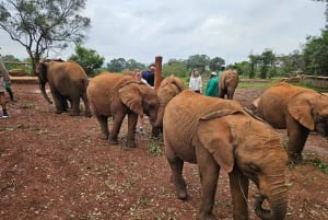 Nairobi: Centro delle Giraffe, Orfanotrofio degli Elefanti e Tour delle Perline