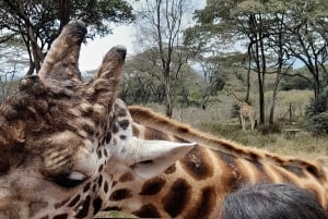Nairobi: Giraffe Center, Beads Factory & Bomas of Kenya Tour