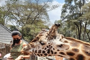 Nairobi: Giraffe Center, Beads Factory & Bomas of Kenya Tour