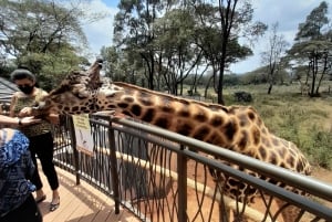 Nairobi: Giraffe Center, Beads Factory & Bomas of Kenya Tour