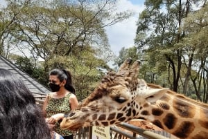 Nairobi: Giraffe Center, Beads Factory & Bomas of Kenya Tour