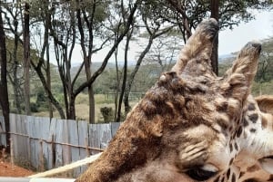 Nairobi: Giraffe Center, Beads Factory & Bomas of Kenya Tour