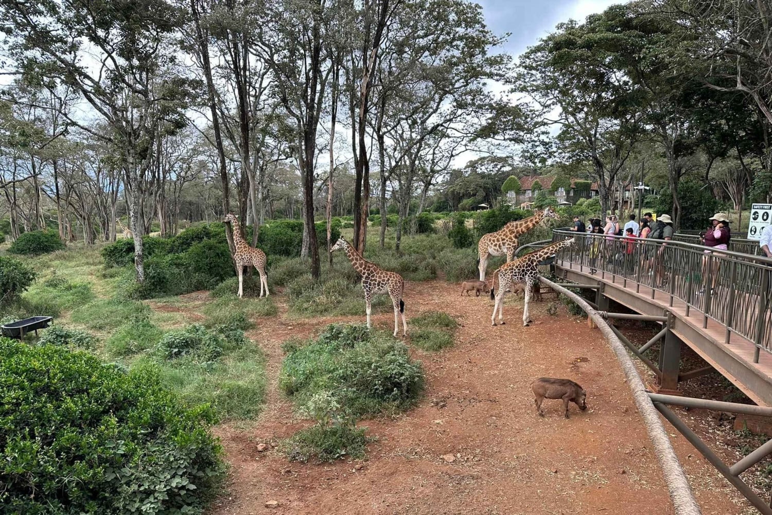 Nairobi Giraffe Center Tour with Karen Blixen & Kobe Beads