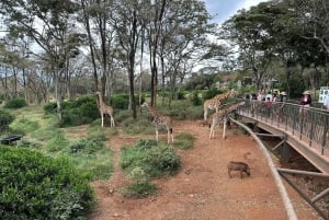 Nairobi Giraffe Center Tour with Karen Blixen & Kobe Beads