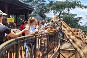 Nairobi Giraffe Center Tour with Karen Blixen & Kobe Beads