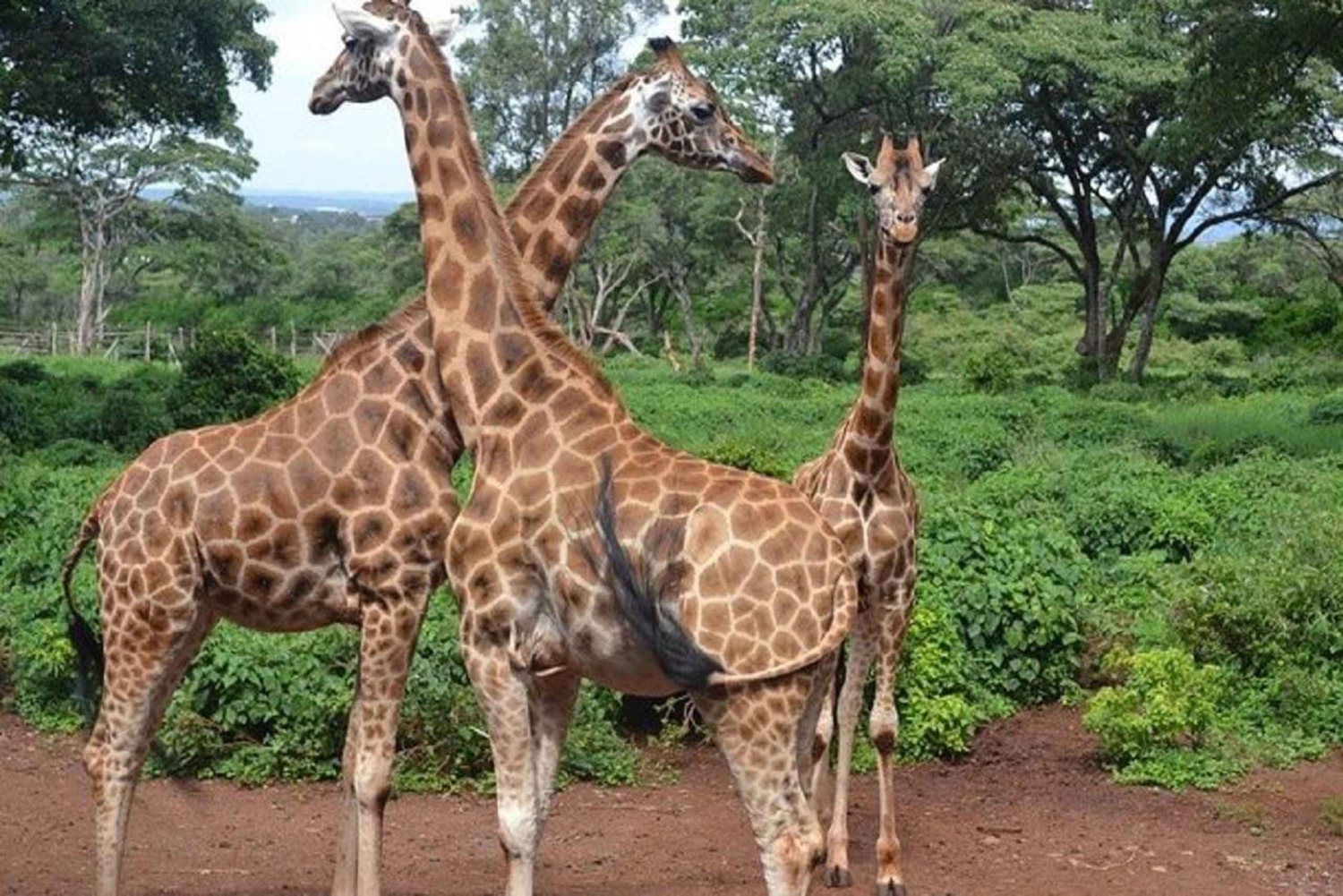 Nairobi: Giraffe Centre en Elephant Orphanage Tour