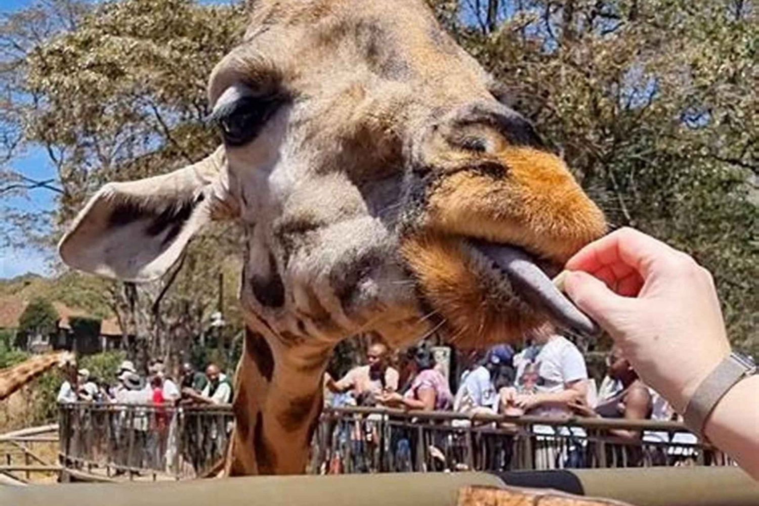 Nairobi: Elefantenwaisenhaus und Giraffencenter Tagestour