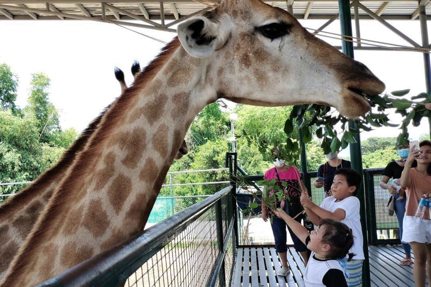 オプション:ゾウの孤児院とキリンセンター