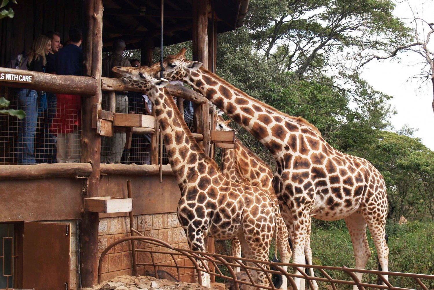 オプション:ゾウの孤児院とキリンセンター