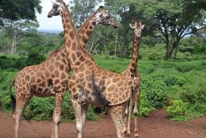 Nairobi: Giraffe Centre, Elephant Orphanage, and Bead …