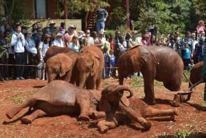 Nairobi: Giraffe Centre, Elephant Orphanage, and Bead …