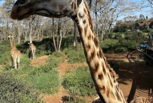 Nairobi: Giraffe Centre, Elephant Orphanage, and Bead …